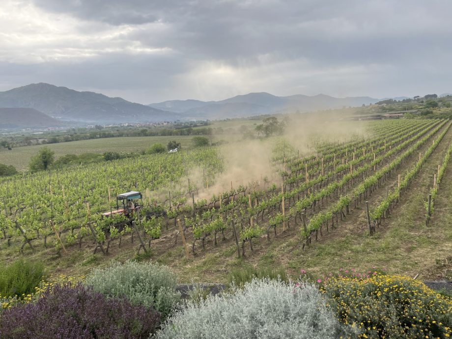 Vin dyrkes på vulkanen Etna på Sicilien