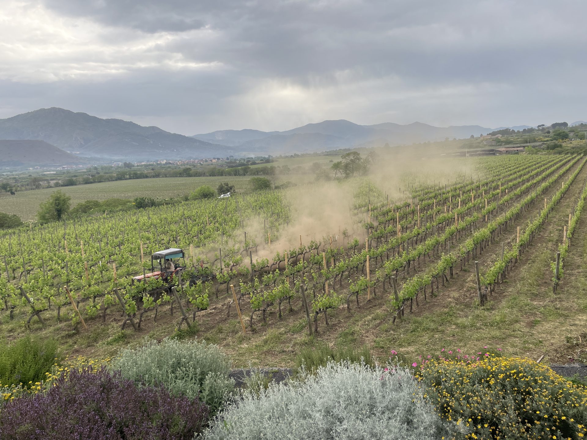 Vin dyrkes på vulkanen Etna på Sicilien