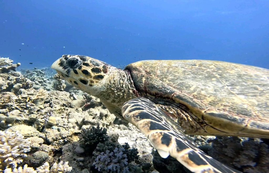 Hurghada i egypten