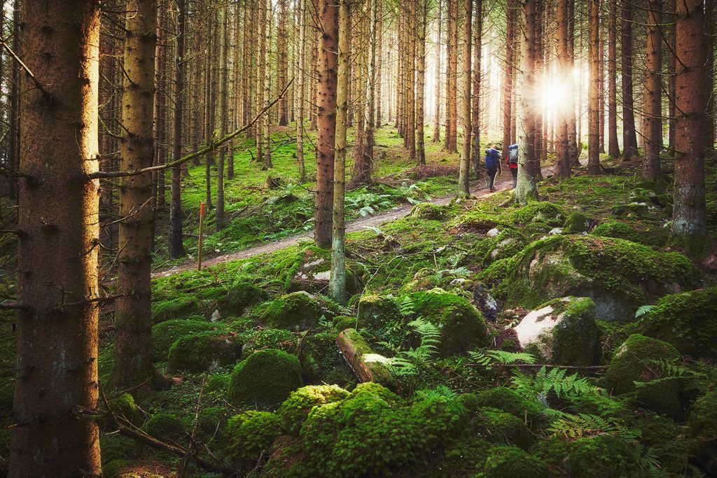 sommerhus i sverige